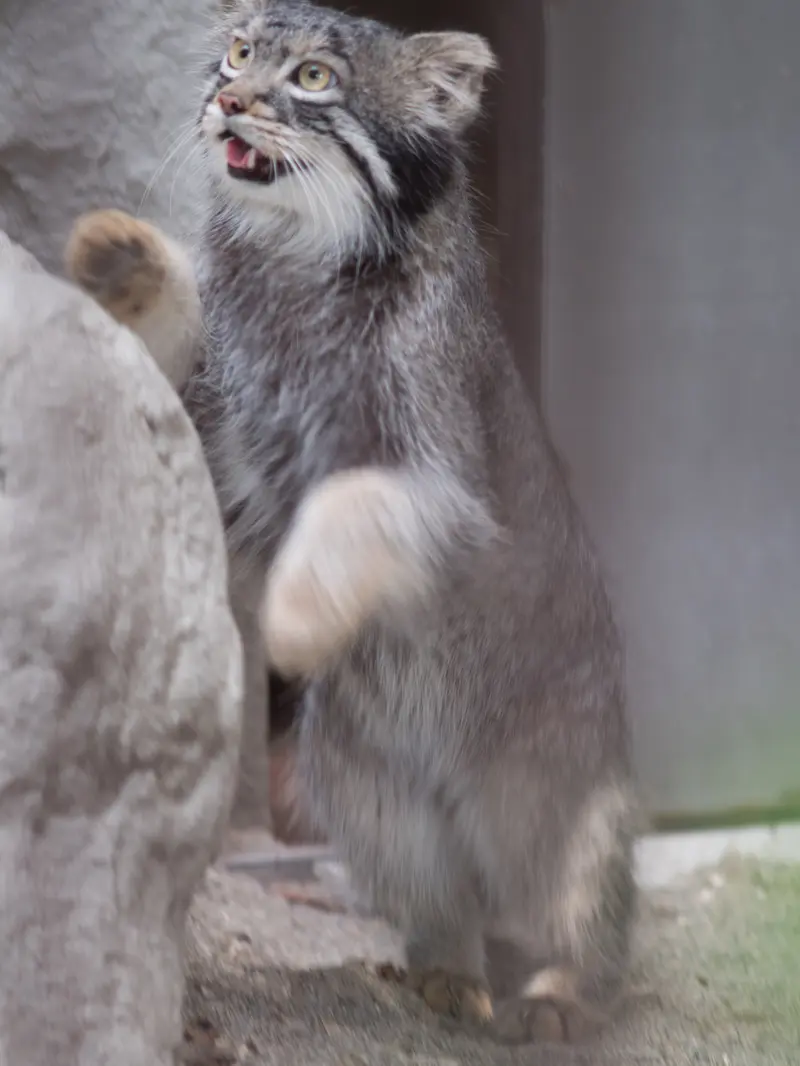 A photograph of Figa in Nogeyama Zoo