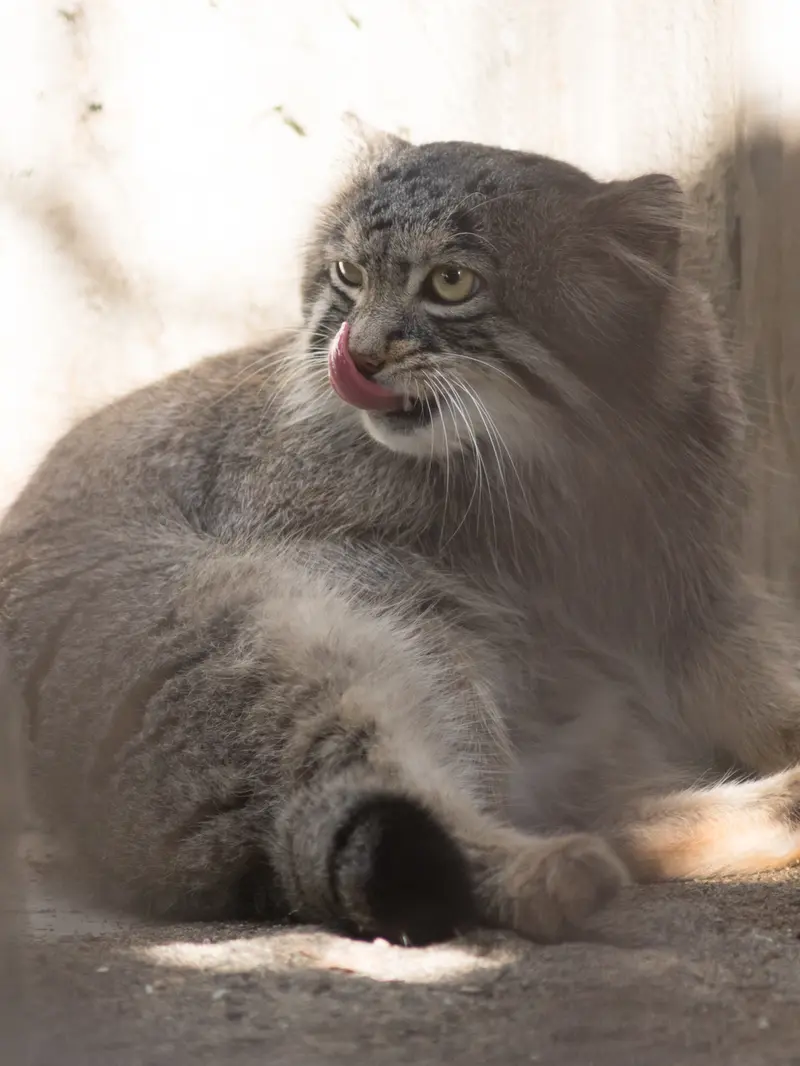 A photograph of Figa in Nogeyama Zoo
