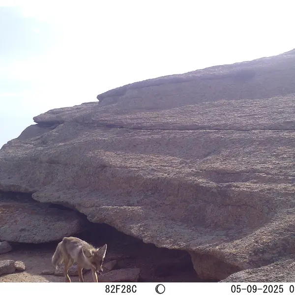 A photograph of Red fox from Bektauata 1 camera trap