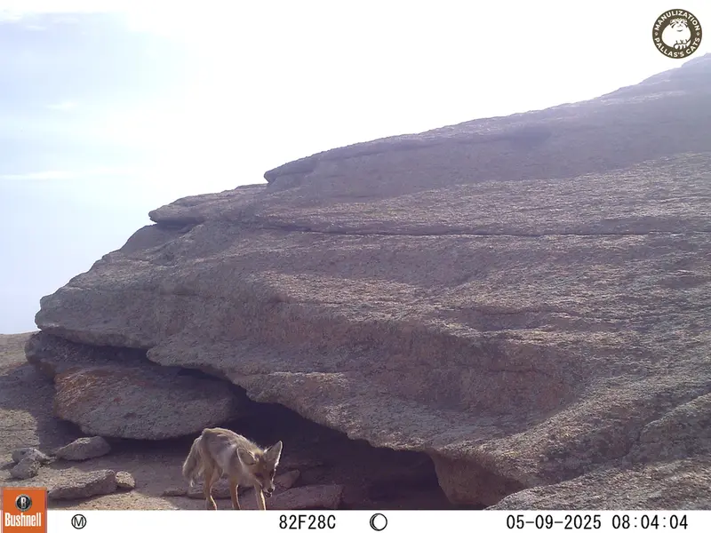A photograph of Red fox from Bektauata 1 camera trap