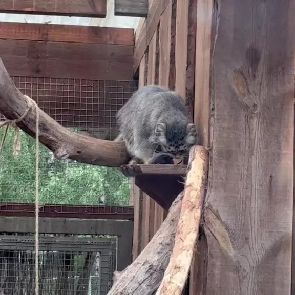 A photograph of a Pallas's cat in Tallinn Zoo