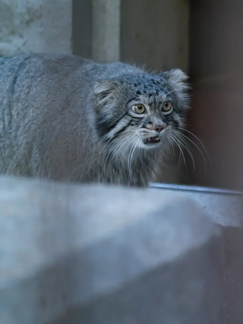 A photograph of Figa in Nogeyama Zoo