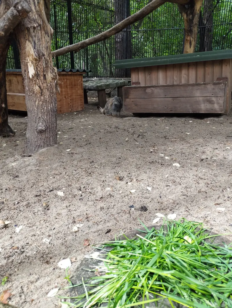 A photograph of a Pallas's cat in Novosibirsk Zoo