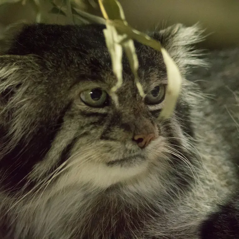 A photograph of Klyon in Ueno Zoological Gardens