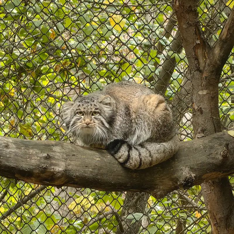 A photograph of Grey in Novosibirsk Zoo