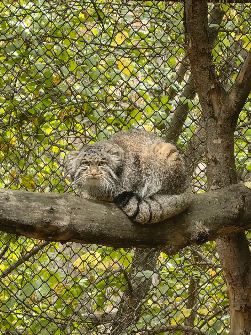 A photograph of Grey in Novosibirsk Zoo