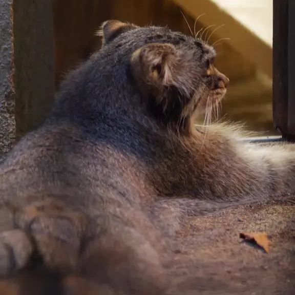 A photograph of a Pallas's cat in Nogeyama Zoo