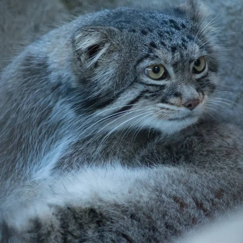 A photograph of Figa in Nogeyama Zoo