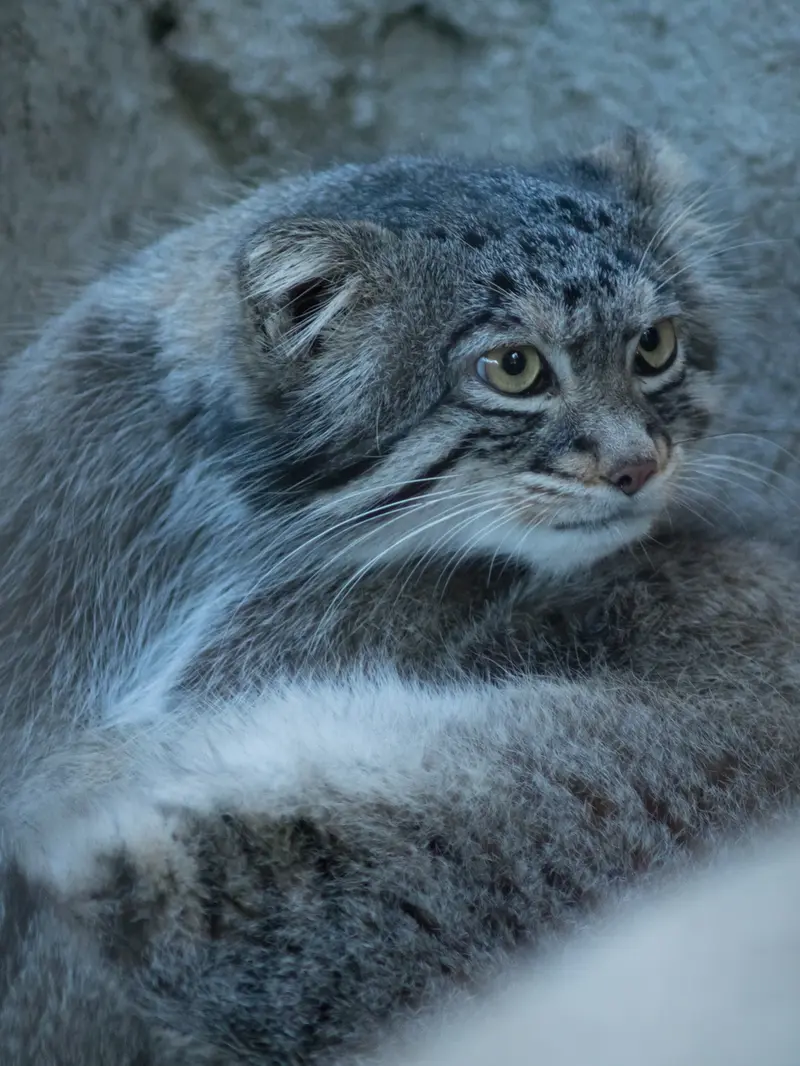 A photograph of Figa in Nogeyama Zoo