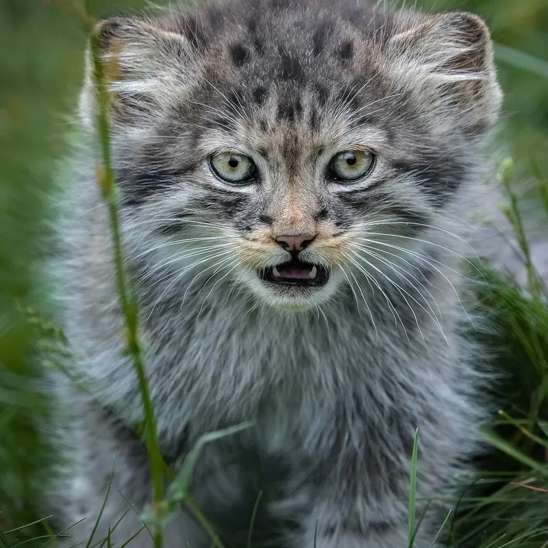 A photograph of a Pallas's cat in Port Lympne Wild Animal Park