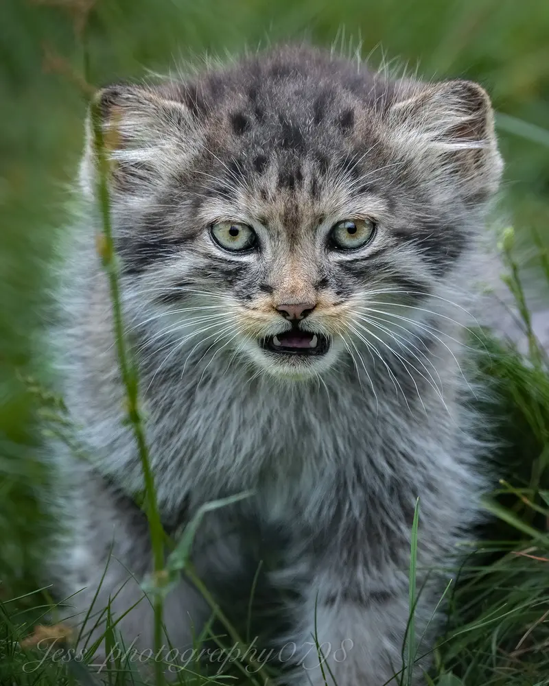 A photograph of a Pallas's cat in Port Lympne Wild Animal Park