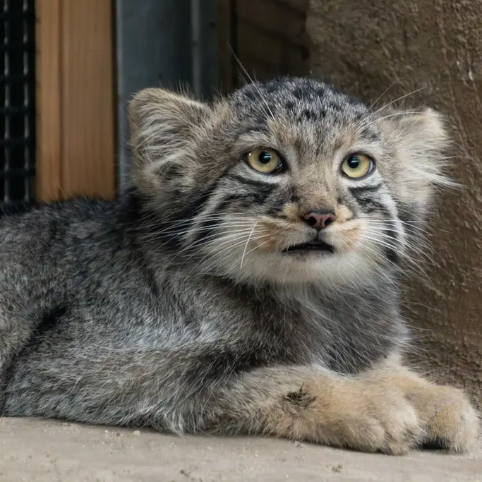 A photograph of Komorebi in Kobe Animal Kingdom