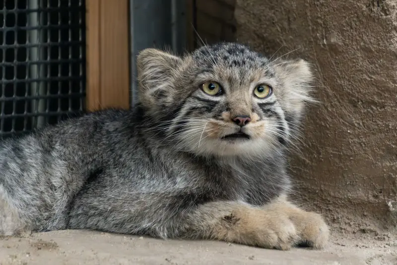 A photograph of Komorebi in Kobe Animal Kingdom
