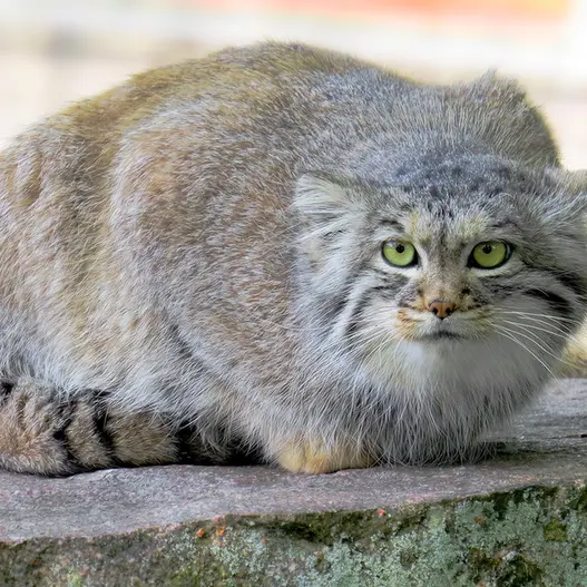 A photograph of Agneta in Parken Zoo
