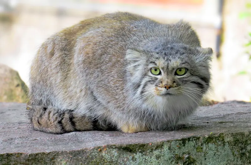 A photograph of Agneta in Parken Zoo