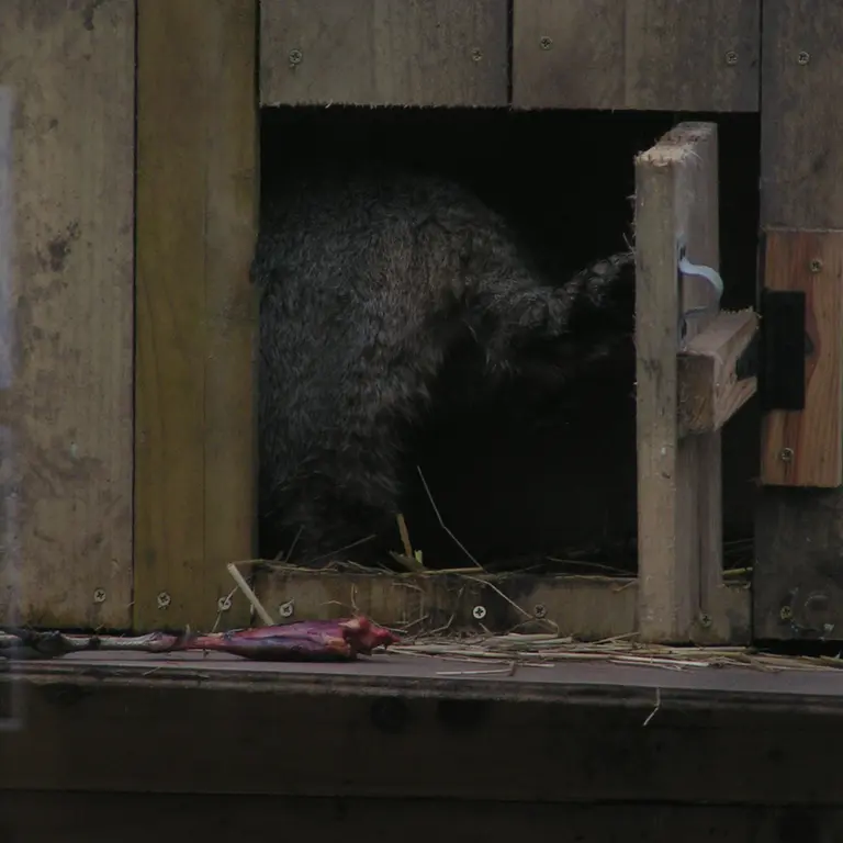 A photograph of Altai in The Lakeland Wildlife Oasis
