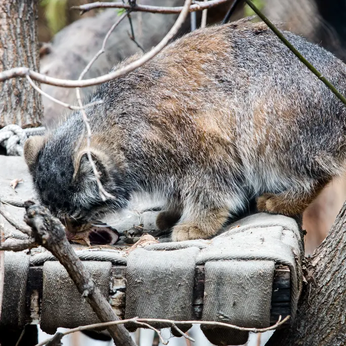 A photograph of Zosya in Novosibirsk Zoo