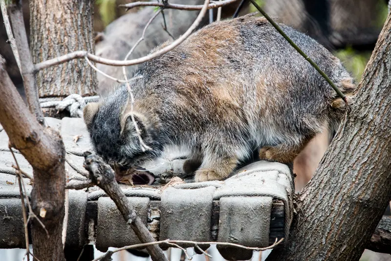 A photograph of Zosya in Novosibirsk Zoo