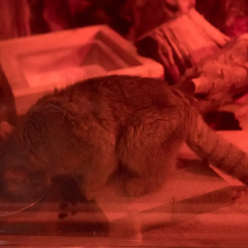 A photograph of Naim in Ueno Zoological Gardens