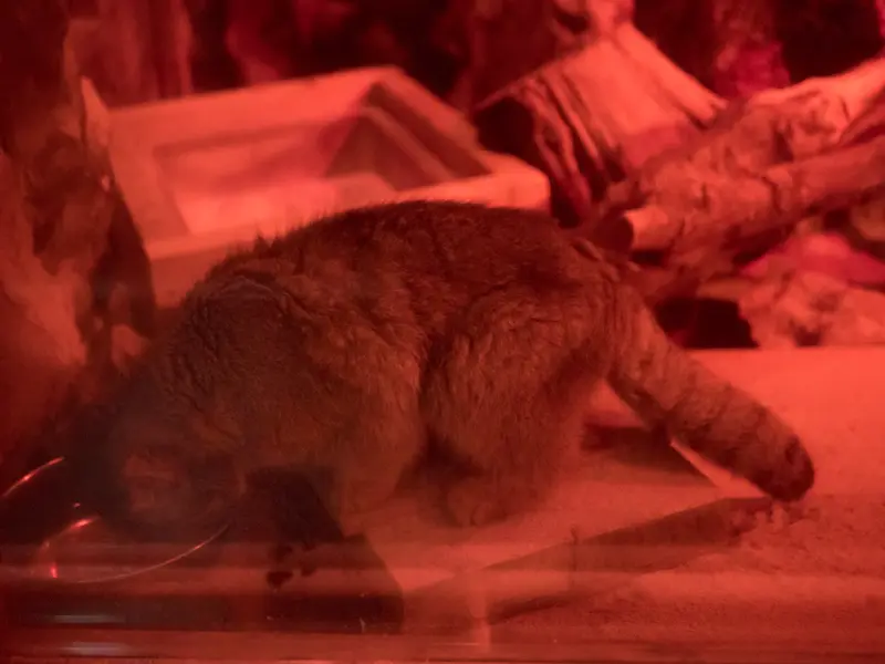 A photograph of Naim in Ueno Zoological Gardens