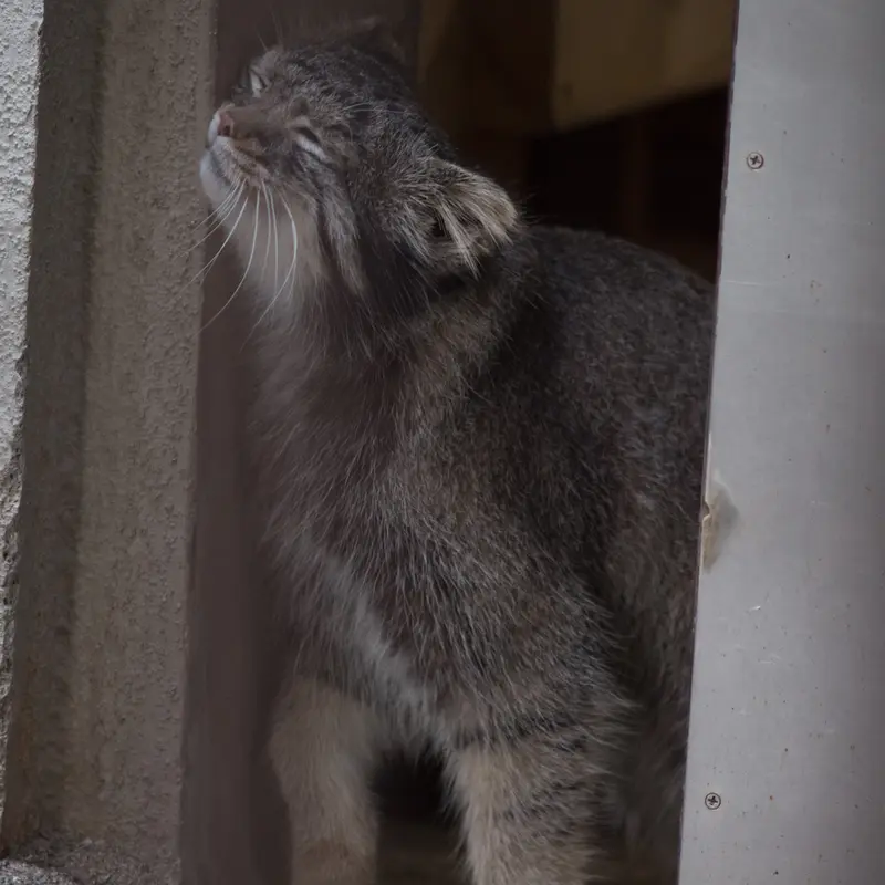 A photograph of Figa in Nogeyama Zoo