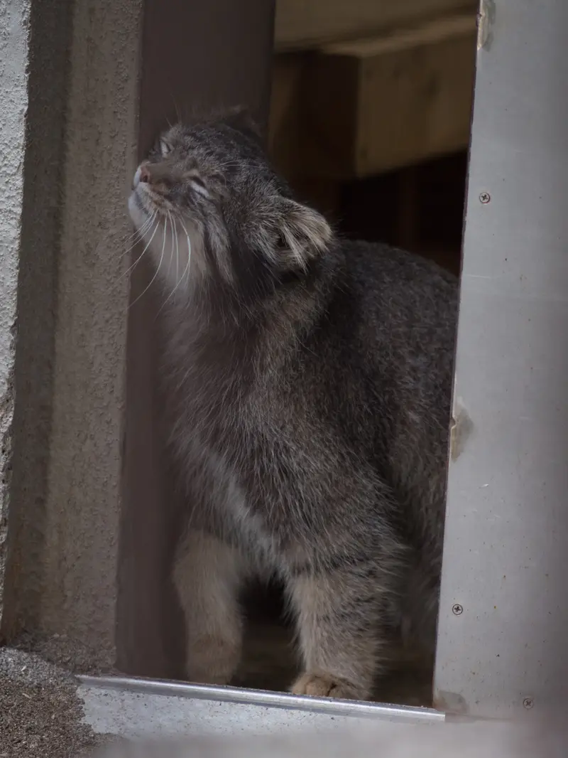 A photograph of Figa in Nogeyama Zoo