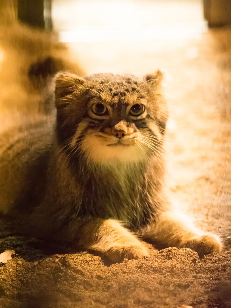 A photograph of Figa in Nogeyama Zoo