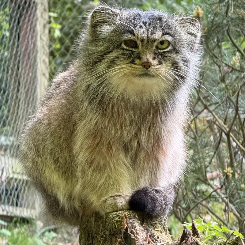 A photograph of Batu in Opel Zoo