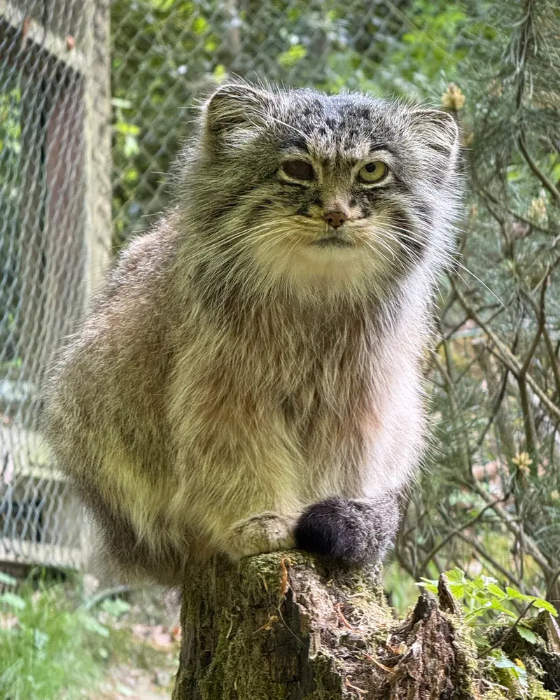 A photograph of Batu in Opel Zoo