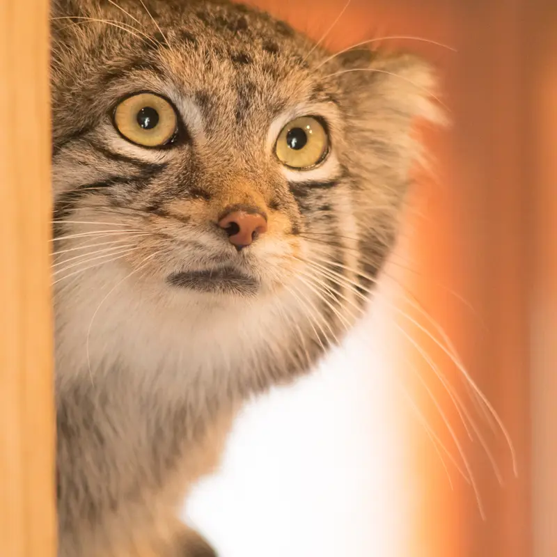 A photograph of Oto in Saitama Children's Zoo