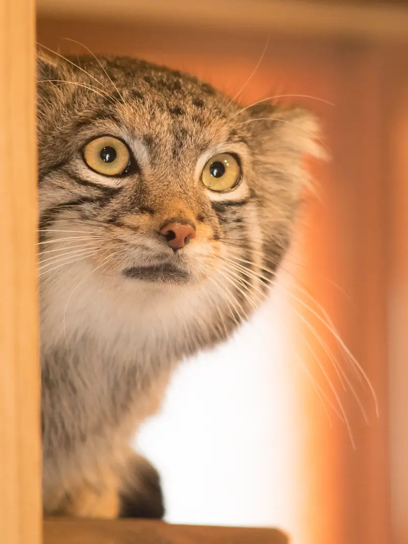 A photograph of Oto in Saitama Children's Zoo