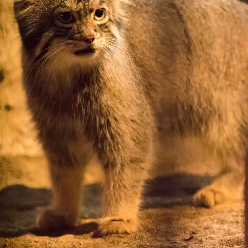 A photograph of Figa in Nogeyama Zoo