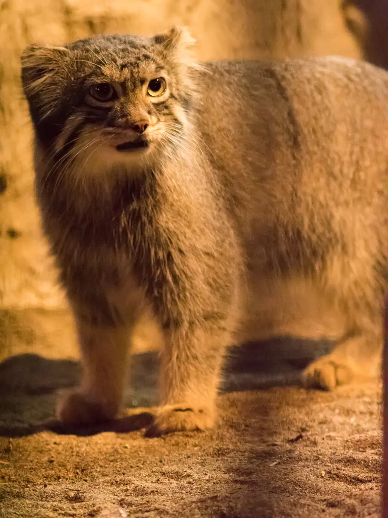 A photograph of Figa in Nogeyama Zoo