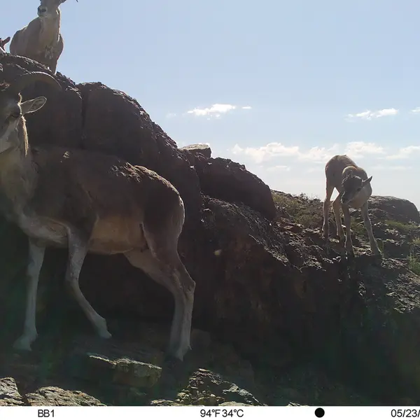 A photograph of Argali from Aktas-Kunkora camera trap
