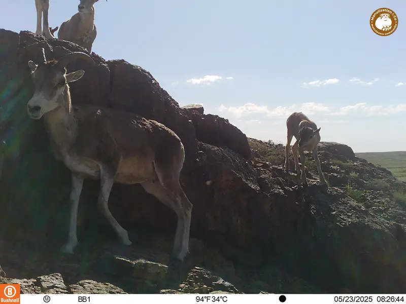 A photograph of Argali from Aktas-Kunkora camera trap