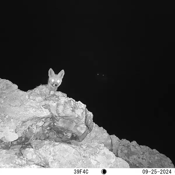 A photograph of Red fox from Besshoky 1 camera trap