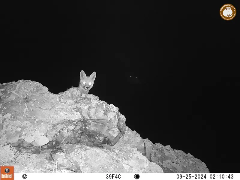 A photograph of Red fox from Besshoky 1 camera trap