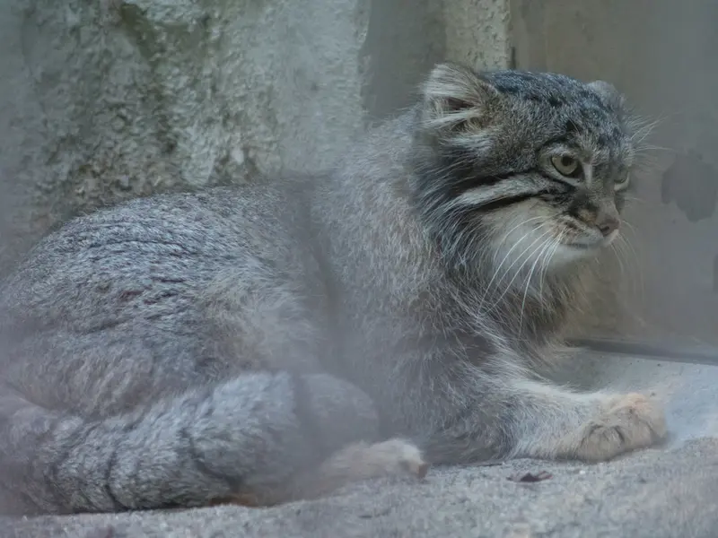 A photograph of Figa in Nogeyama Zoo