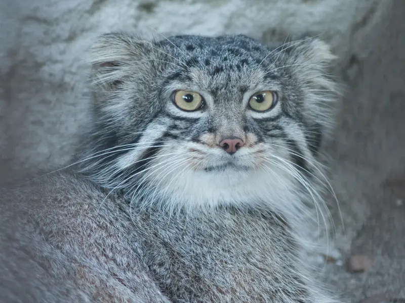 A photograph of Figa in Nogeyama Zoo
