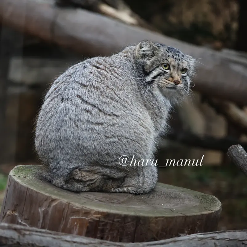 A photograph of Nagomu in Nasu Animal Kingdom