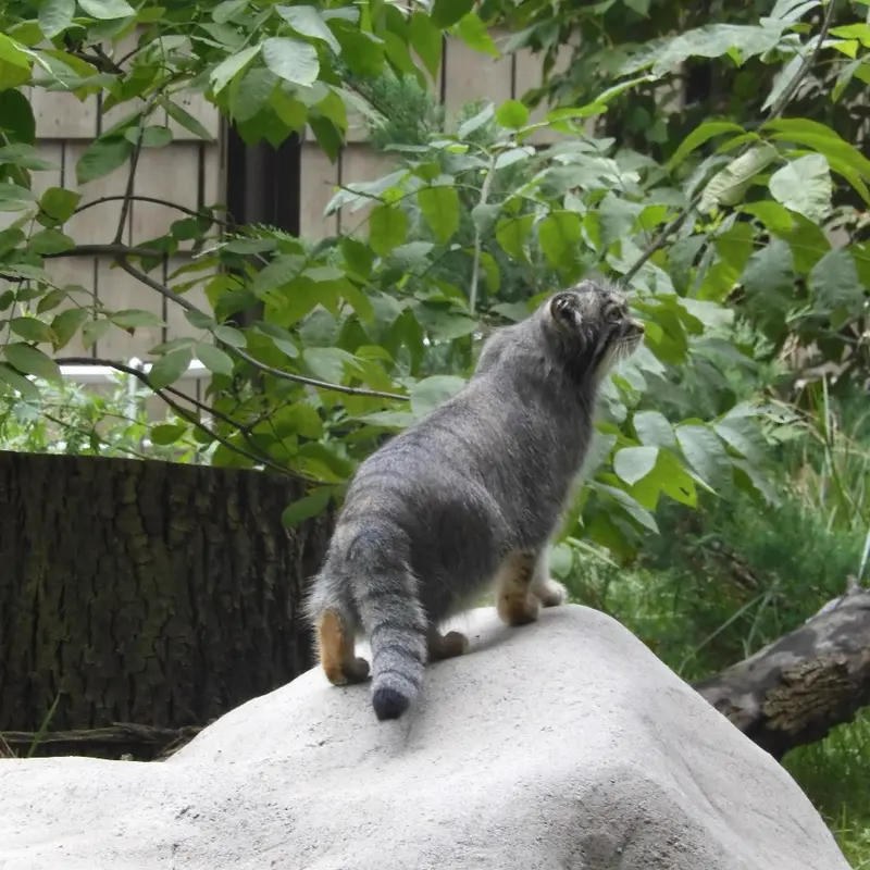 A photograph of a Pallas's cat