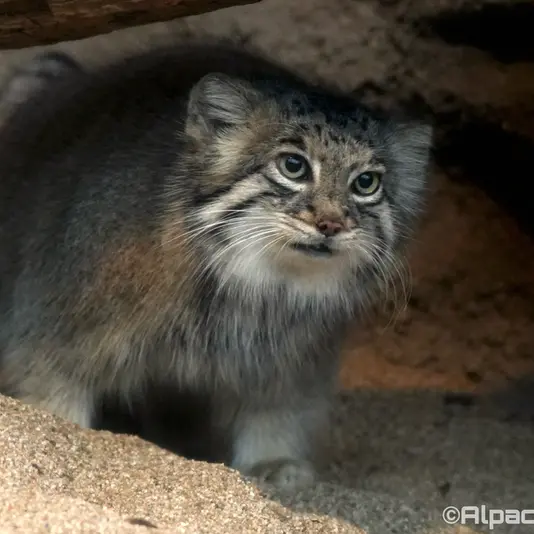 A photograph of Az in Kobe Animal Kingdom