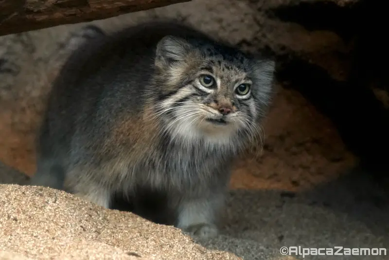A photograph of Az in Kobe Animal Kingdom