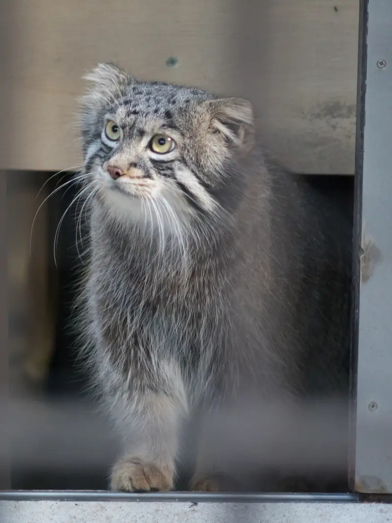 A photograph of Figa in Nogeyama Zoo