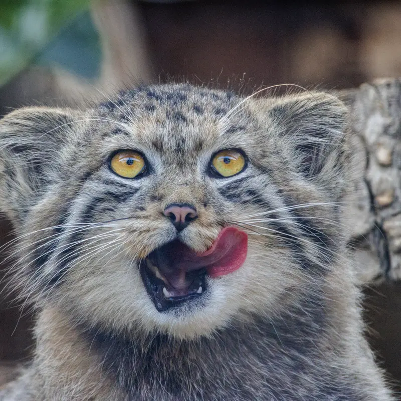 A photograph of a Pallas's cat in Leningrad zoo