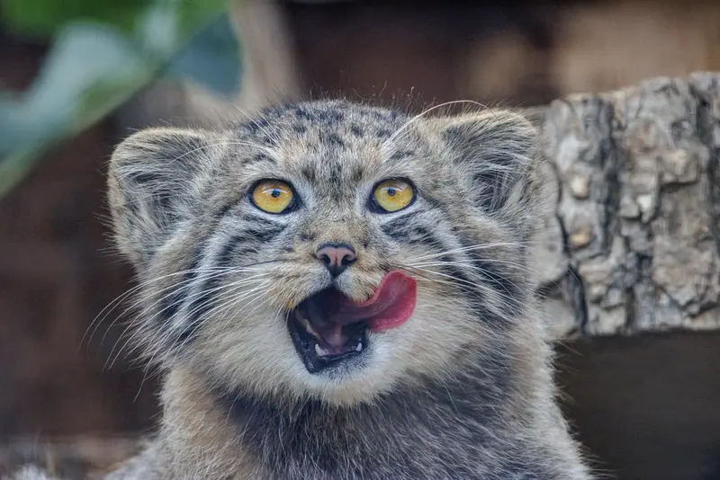 A photograph of a Pallas's cat in Leningrad zoo