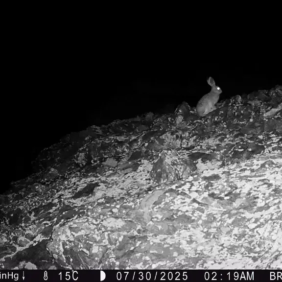 A photograph of European hare from Janator [new] camera trap