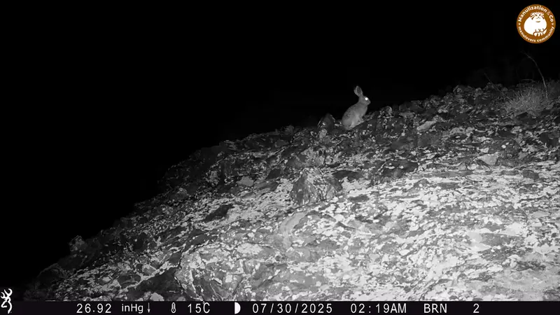 A photograph of European hare from Janator [new] camera trap