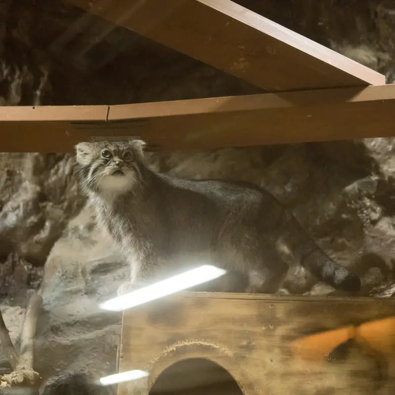 A photograph of Klyon in Ueno Zoological Gardens