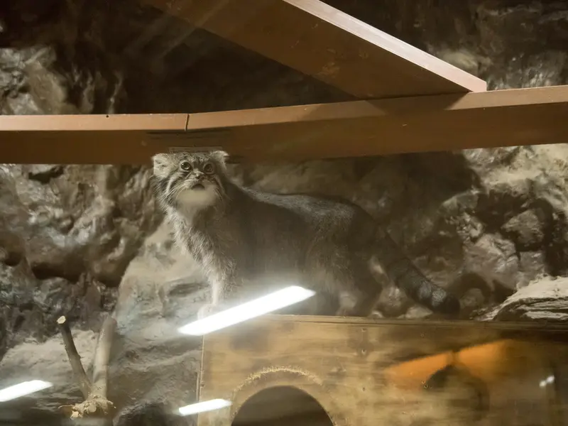 A photograph of Klyon in Ueno Zoological Gardens